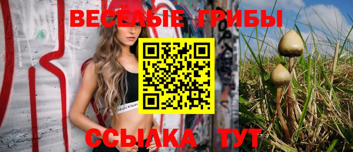 Псилоцибиновые грибы Cubensis  Вход с VPN  Светлоград 