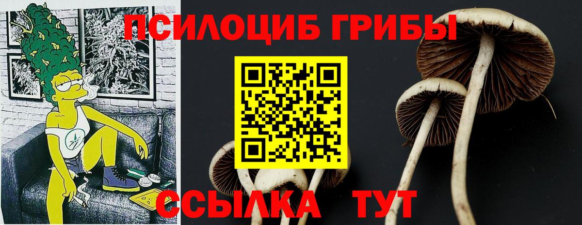 Псилоцибиновые грибы Psilocybe Светлоград